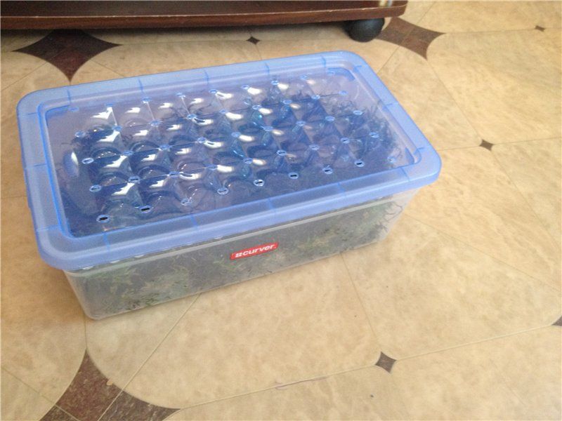 Спячка или зимовка черепах