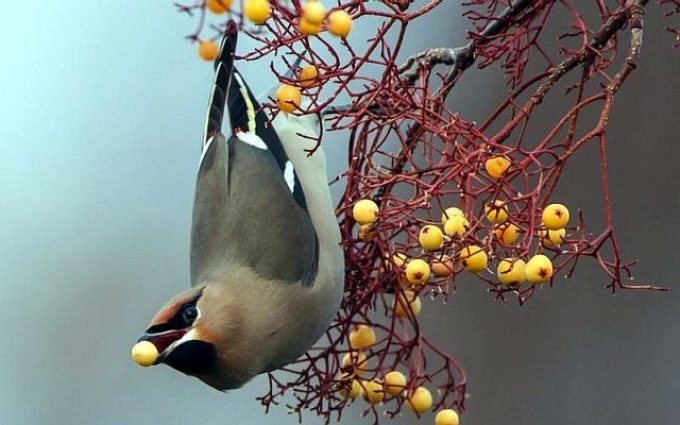 Какие птицы едят икру