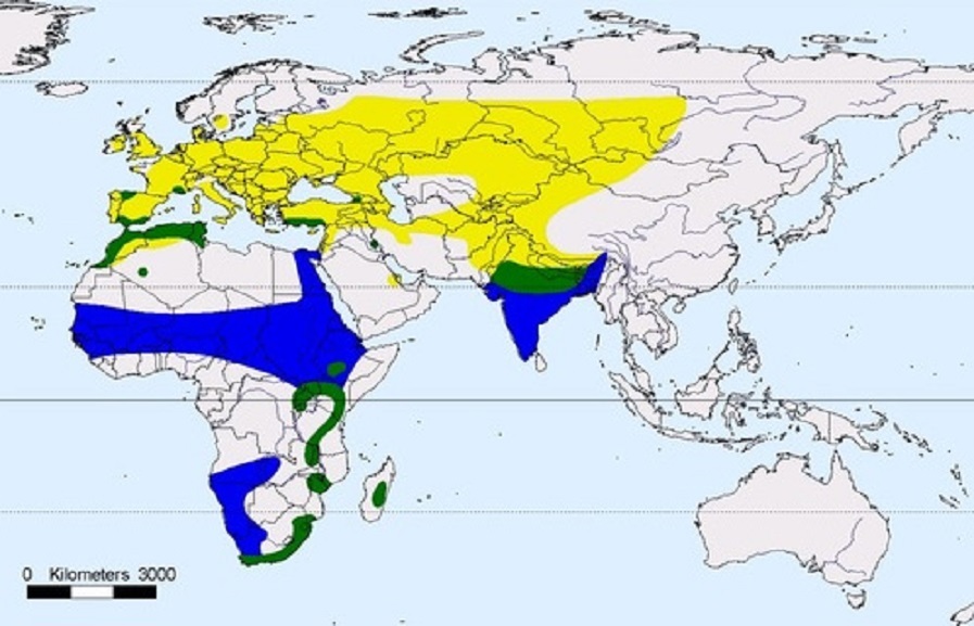 Среда обитания перепелов