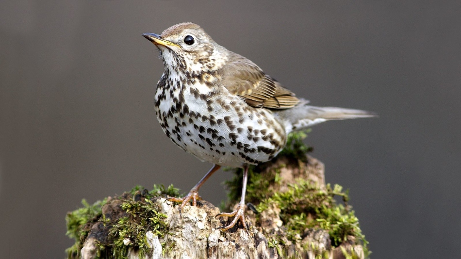 Песенный дрозд