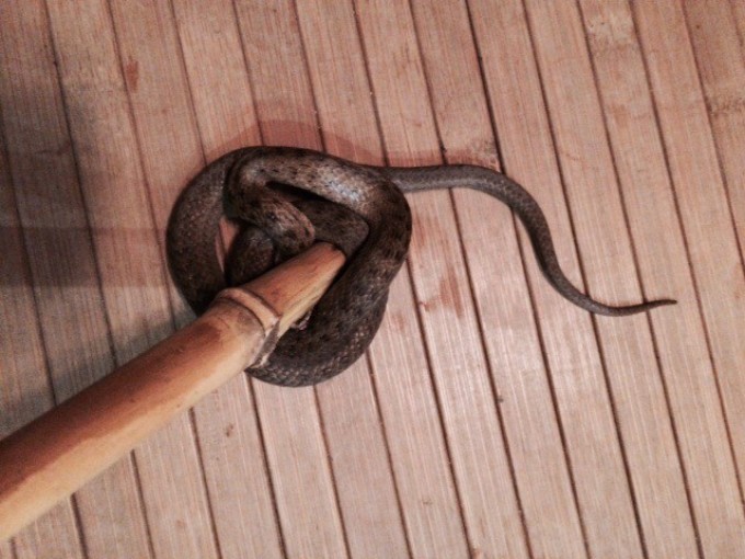 Медянка может заползти с участка в дом