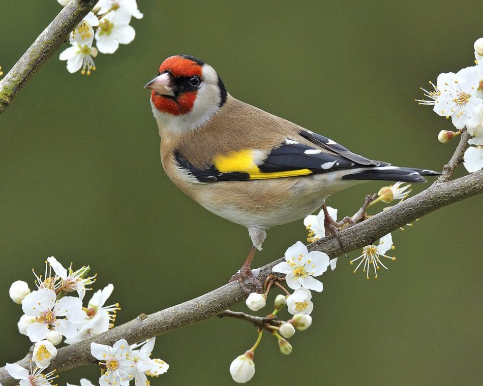 Щегл – одна из самых ярких птиц