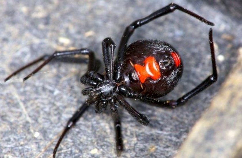 Как выглядит паук черная вдова, фото