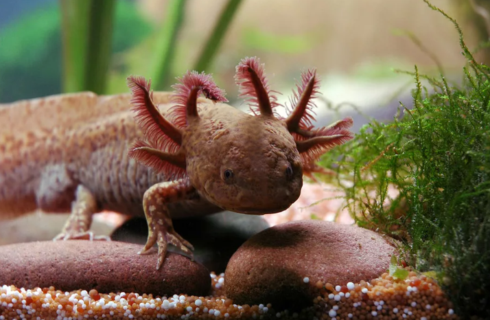 Аксолотль тритон – уход и отношения