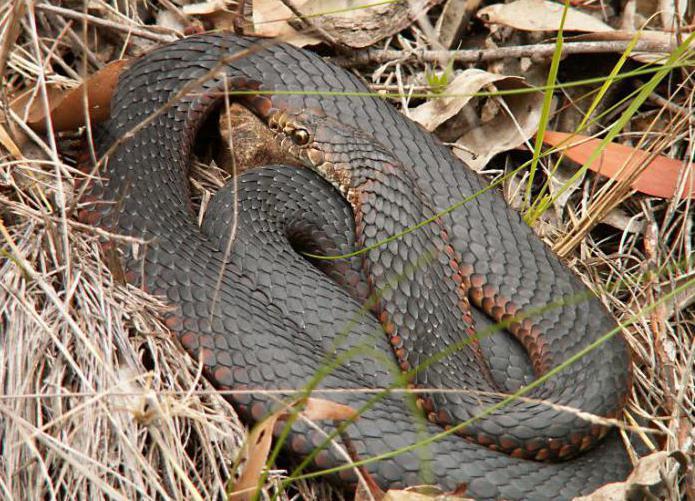 Серьезную опасность змея не несет