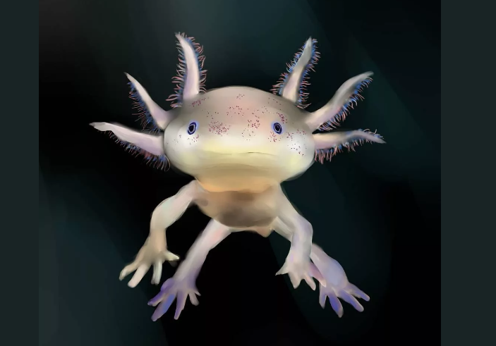 Аксолотль дома