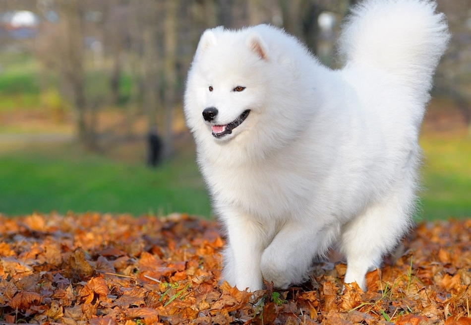Snøhvit samojed