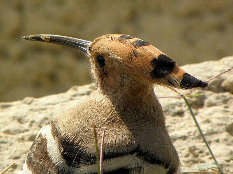 Где живет удод