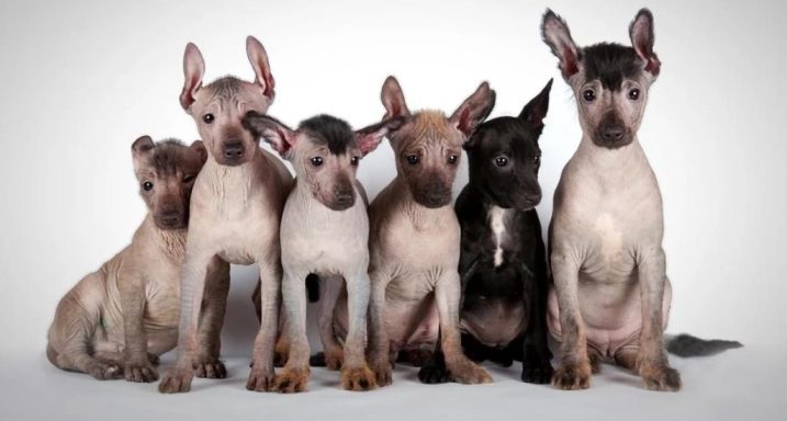 Ксолоитцкуинтли