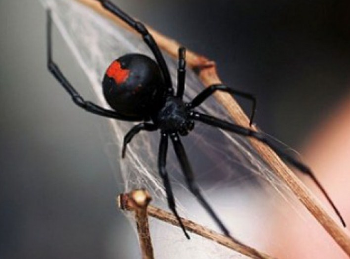 Укусы могут быть смертельными