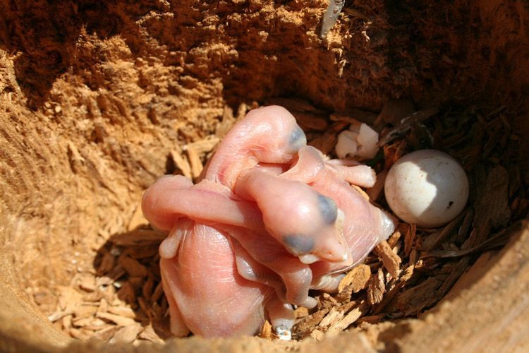 Как дятлы выращивают птенцов