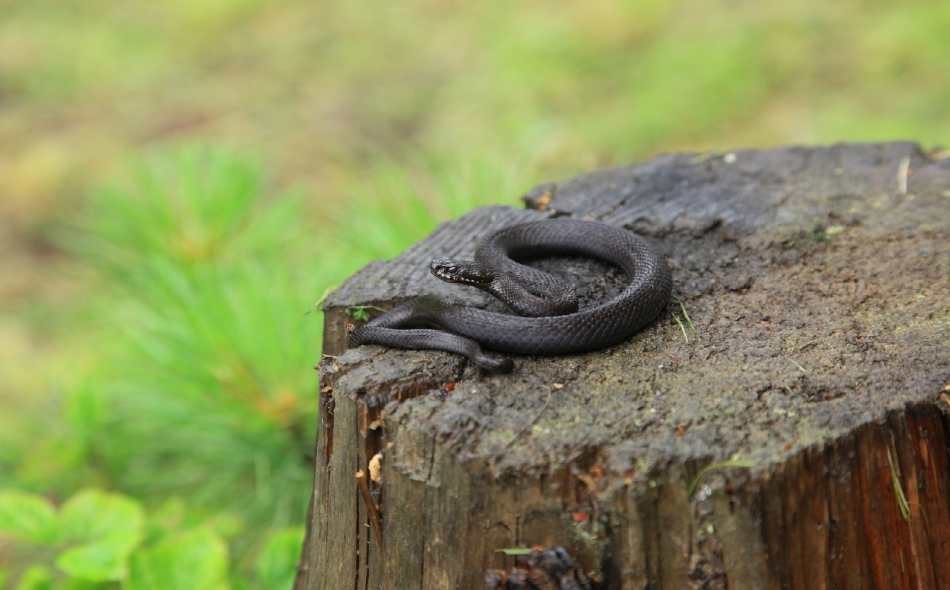 Ядовитая змея