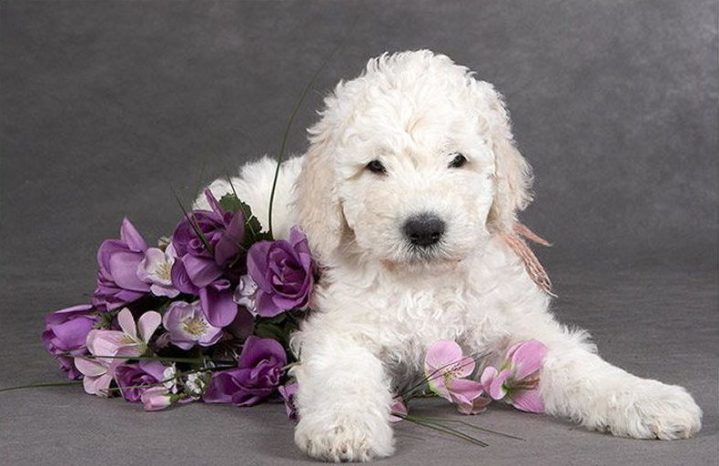 Командирская собака