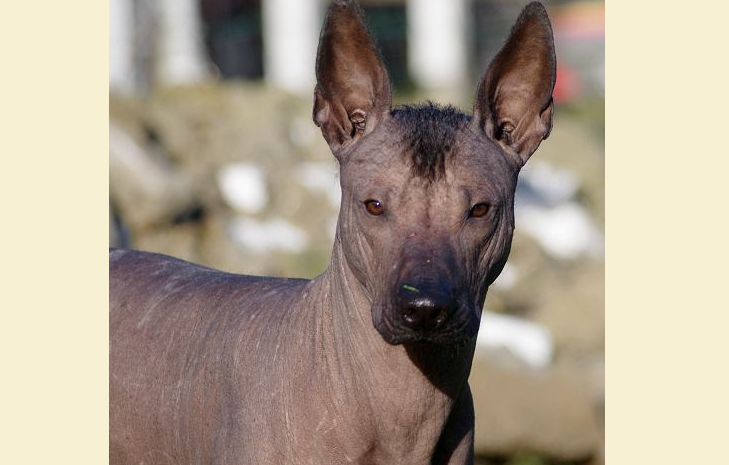 Ксолоитцкуинтли