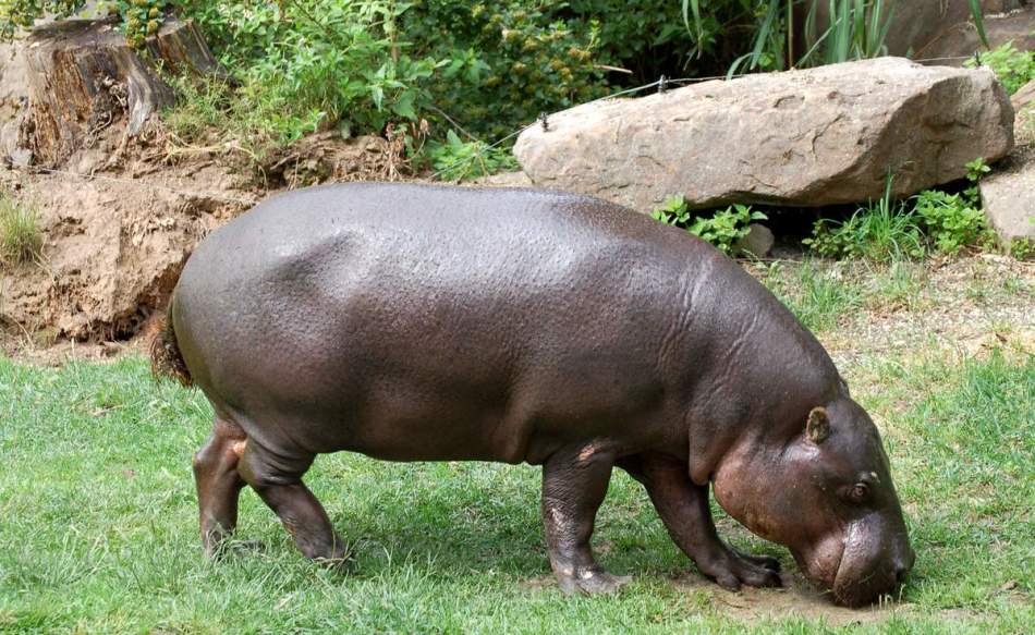 Карликовый бегемот