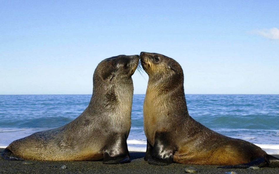 У котиков почти нет коготков