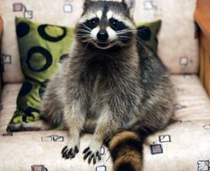 Тщательно осматривайте животное перед покупкой