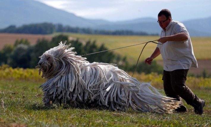 Командирская собака