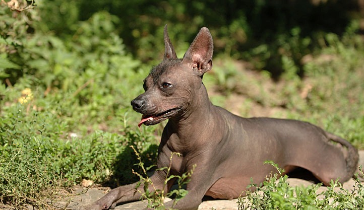 Ксолоитцкуинтли