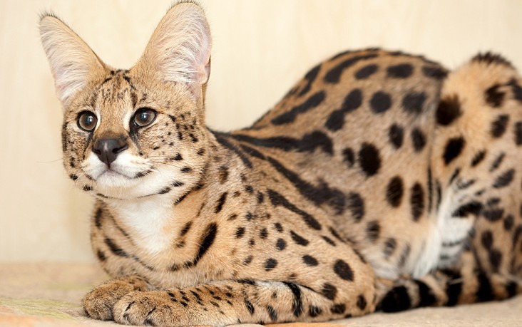 Домашняя кошка саванна