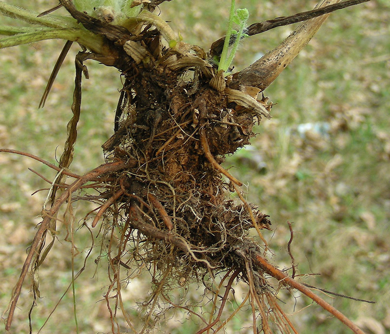 Корень чистотела неплохо себя зарекомендовал в борьбе с демодекозом