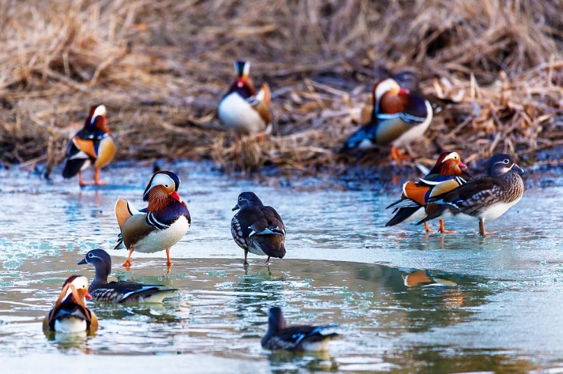 Утки отлично себя чувствуют как на суше так и в воде