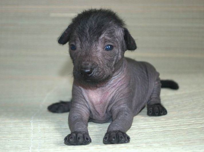 Ксолоитцкуинтли