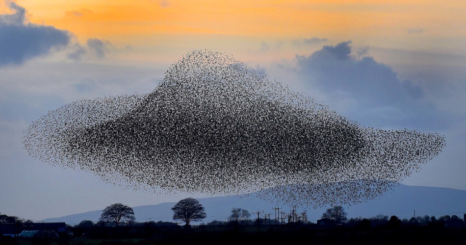 Это причудливое черное облако — не дым, а стая скворцов, возвращающихся домой