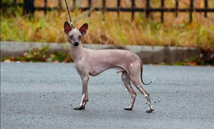 Ксолоитцкуинтли