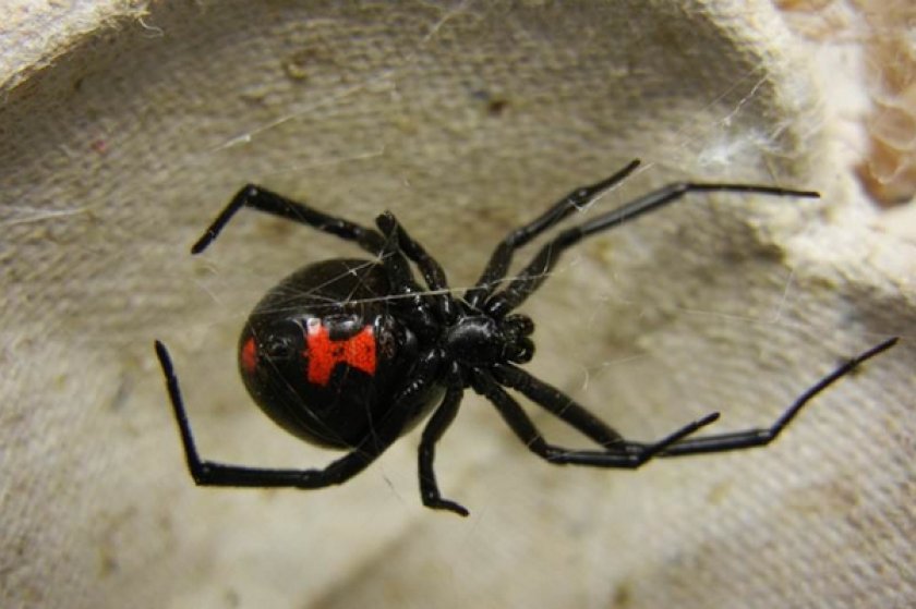 Важно своевременное лечение и профилактические меры