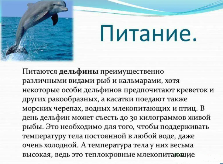 Кроме рыбы дельфины едят моллюсков и панцирных обитателей моря