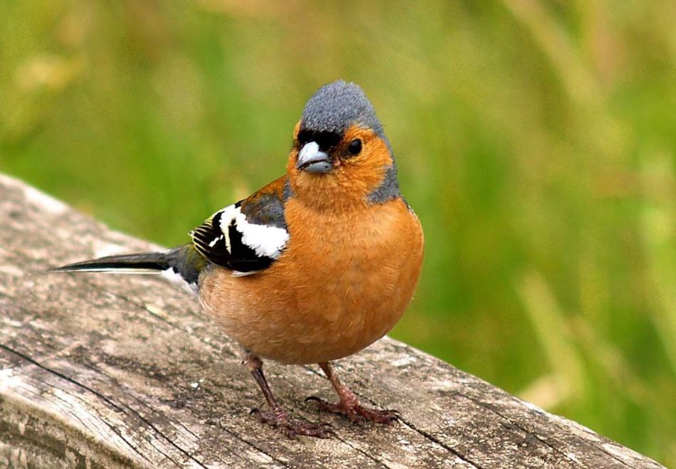 Зяблик – шумный житель леса