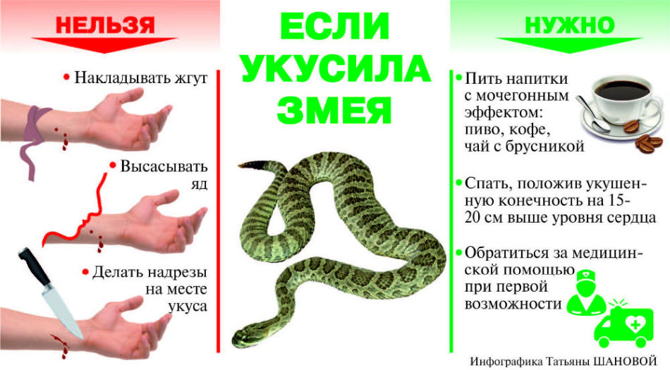 Помощь при укусах гадюки