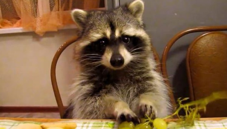 Поощряйте животное за послушание