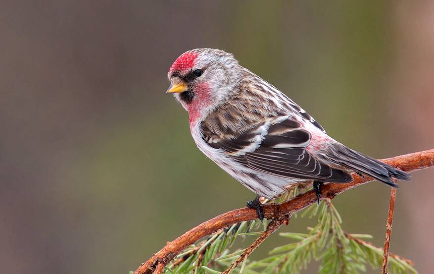 Живет 8-10 лет