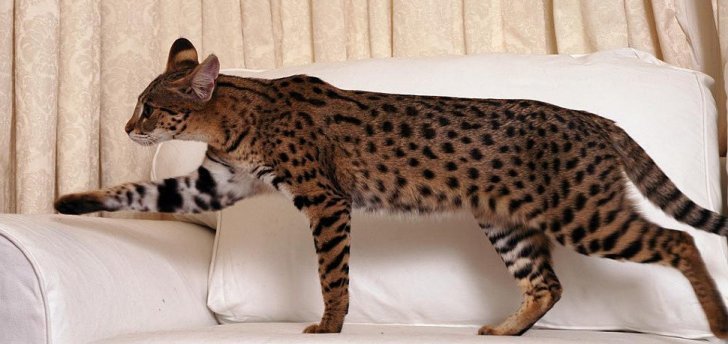 Домашняя кошка саванна