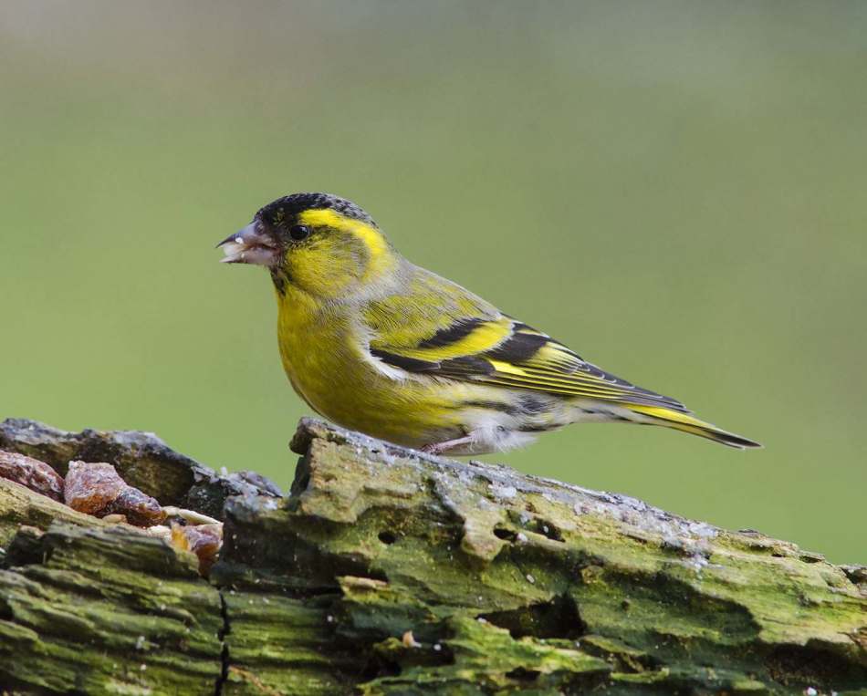 Серо-зеленое оперение чижа