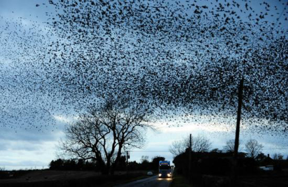 Небо, где кружат башни