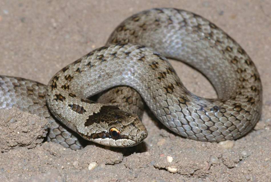 Медноголовый: круглые глаза и пятна на спине