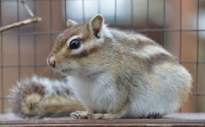 Подвижны и чистоплотны