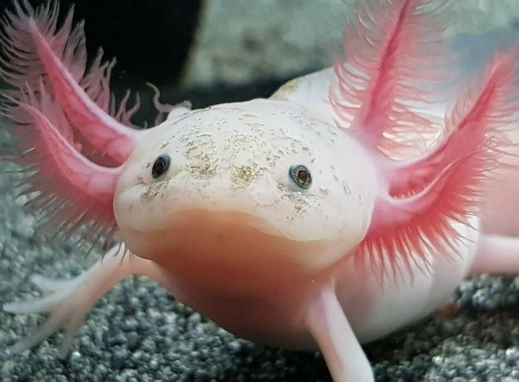 Аксолотль дома