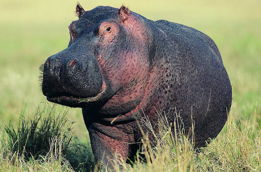 Бегемотов осталось очень мало