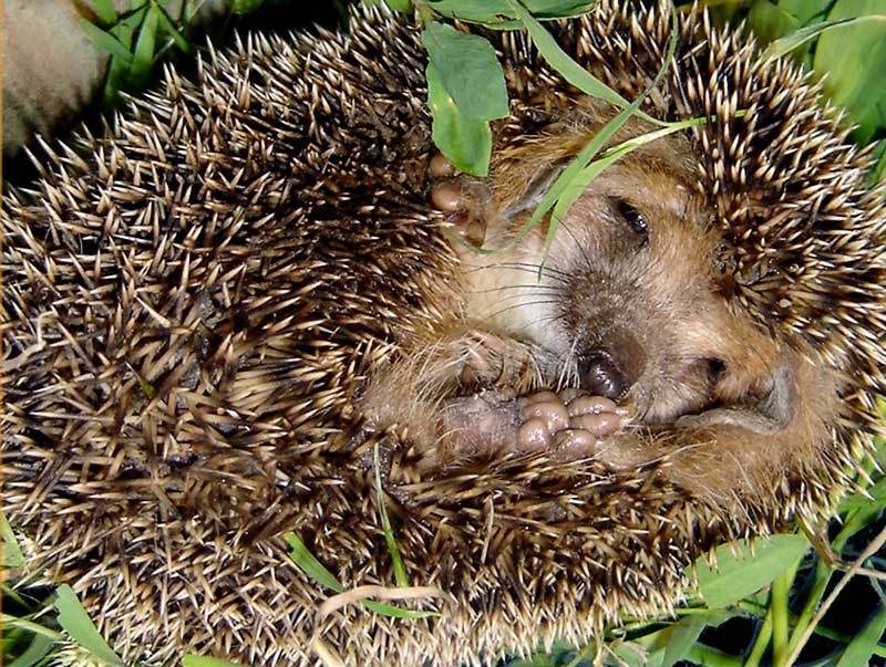 Ежик очень уязвим во время и после спячки