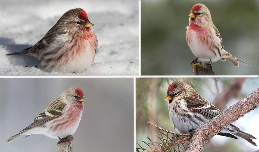 Любят проды