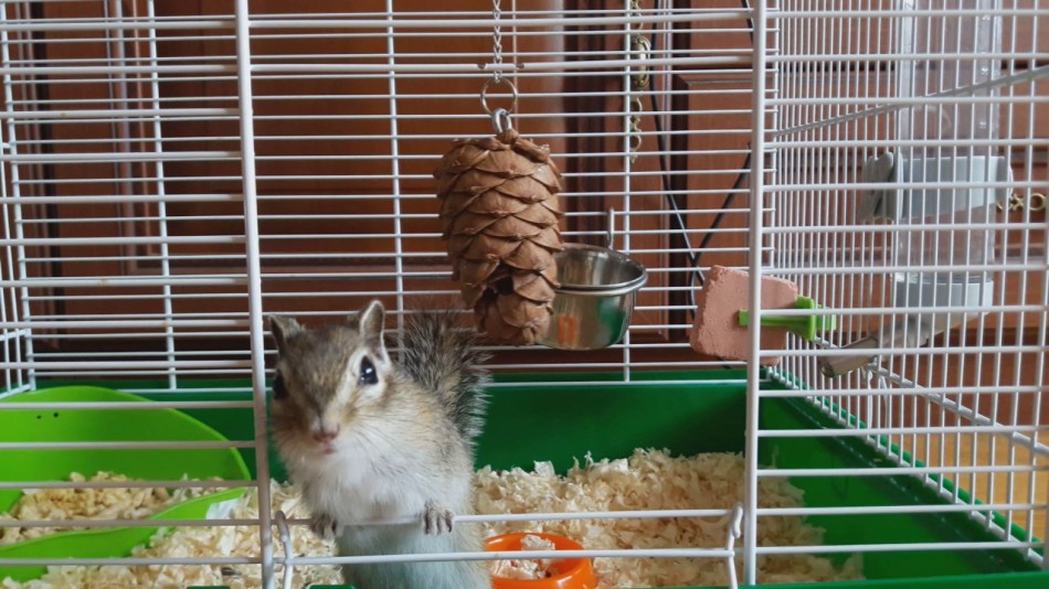 Клетка должна быть с металлическими прутьями