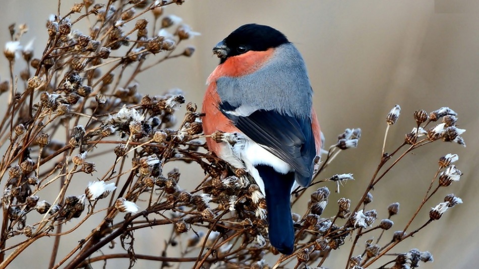Снегирь получает семена