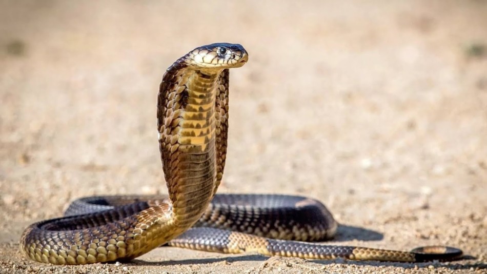 Самая ядовитая