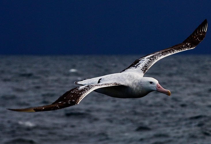 Но только большой, но и невероятно красивый