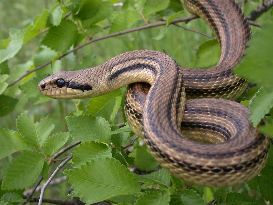 Змея: глаза круглые, на спине нет зигзага, шея не отделена от туловища