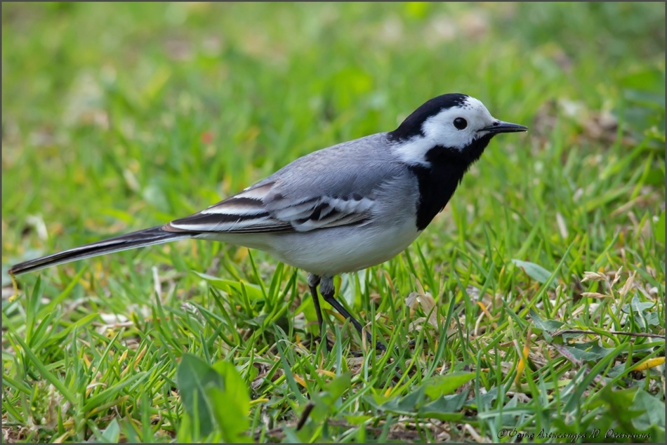 Бегущий хвост